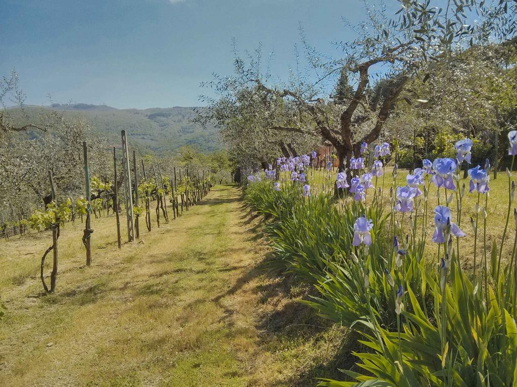 Tuscany Roses Arezzo Zewnętrze zdjęcie